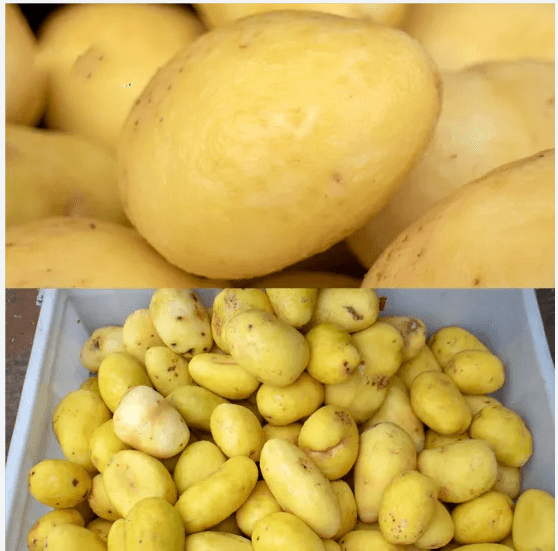 Potato Peeling Roller Cleaning Machine